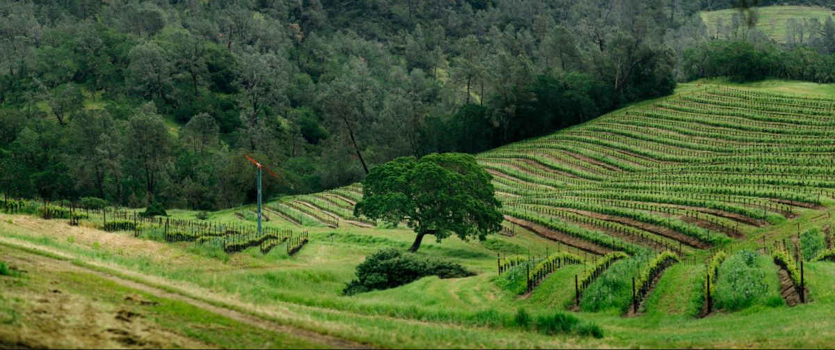 Producer Profile: Joseph Phelps Vineyards